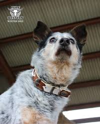 PURE WESTERN Adelaide Dog Collar - TAN/NATURAL